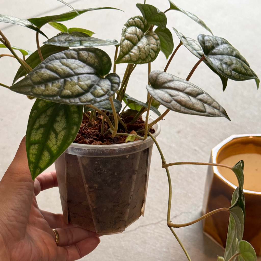 齊藤十郎 / 面取り飴釉植木鉢
