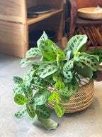 スンバラ豆バスケット（大)