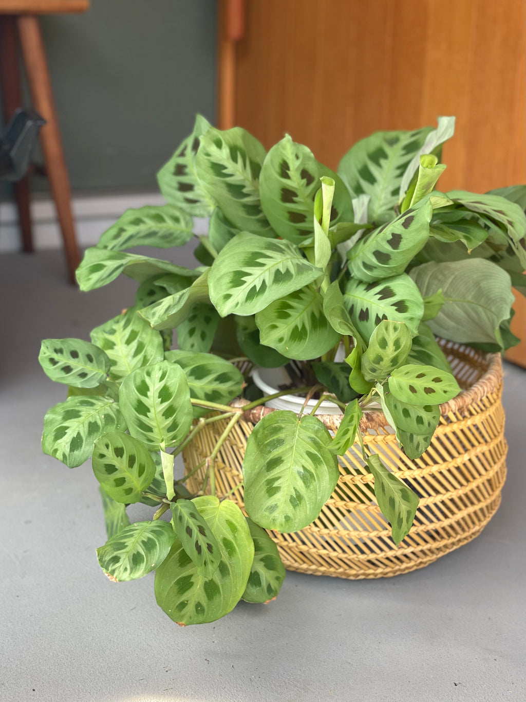 スンバラ豆バスケット（大)