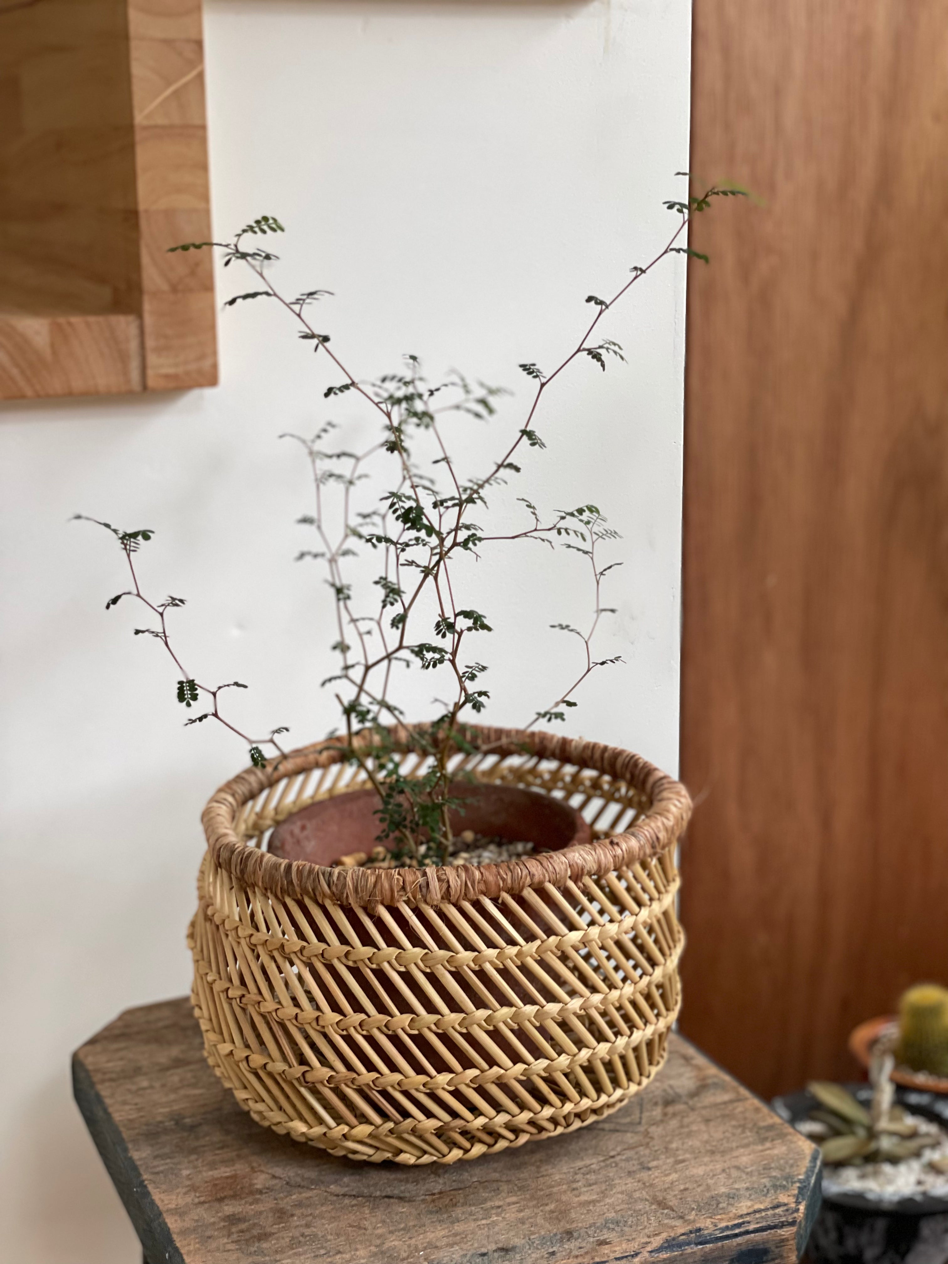 スンバラ豆バスケット（小）